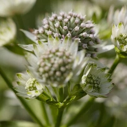 Roots Plants Perennials Astrantia 'Star Of Billion' 6 Roots Plants Perennials Astrantia 'Star Of Billion'