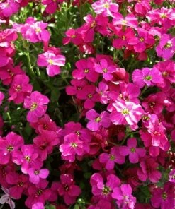 Roots Plants Perennials Aubrieta 'Axcent Burgundy'