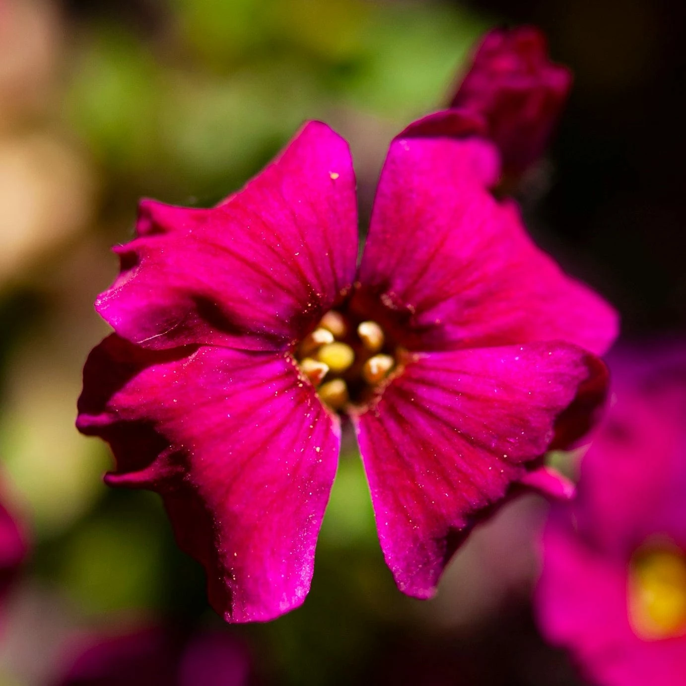 Roots Plants Perennials Aubrieta 'Axcent Burgundy' 5 Roots Plants Perennials Aubrieta 'Axcent Burgundy'