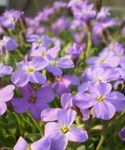 Roots Plants Perennials Aubrieta 'Glacier Blue'