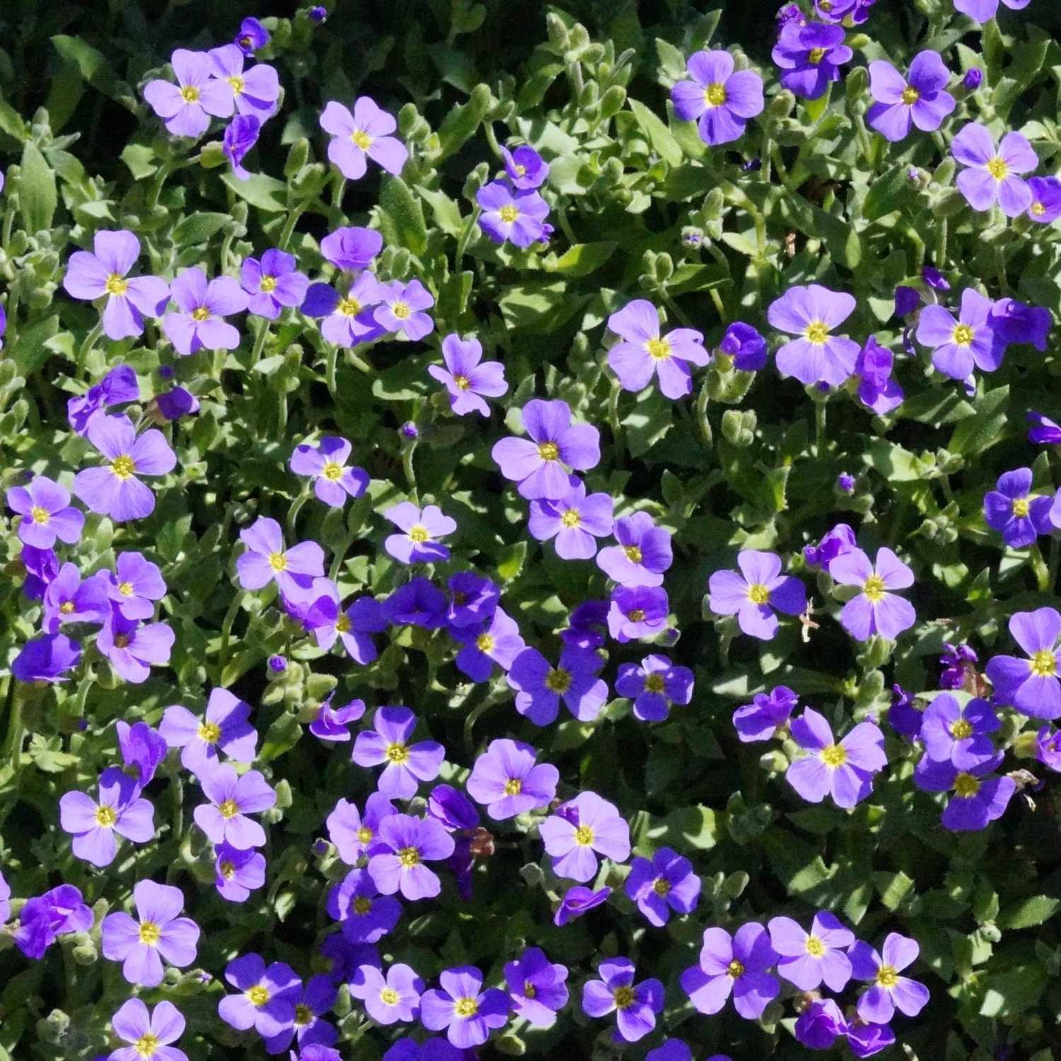 Roots Plants Perennials Aubrieta 'Glacier Blue' 4 Roots Plants Perennials Aubrieta 'Glacier Blue'