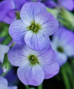 Roots Plants Perennials Aubrieta 'Glacier Blue' 8 Roots Plants Perennials Aubrieta 'Glacier Blue'