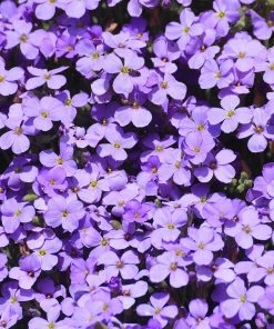 Roots Plants Perennials Aubrieta 'Glacier Blue' 9 Roots Plants Perennials Aubrieta 'Glacier Blue'