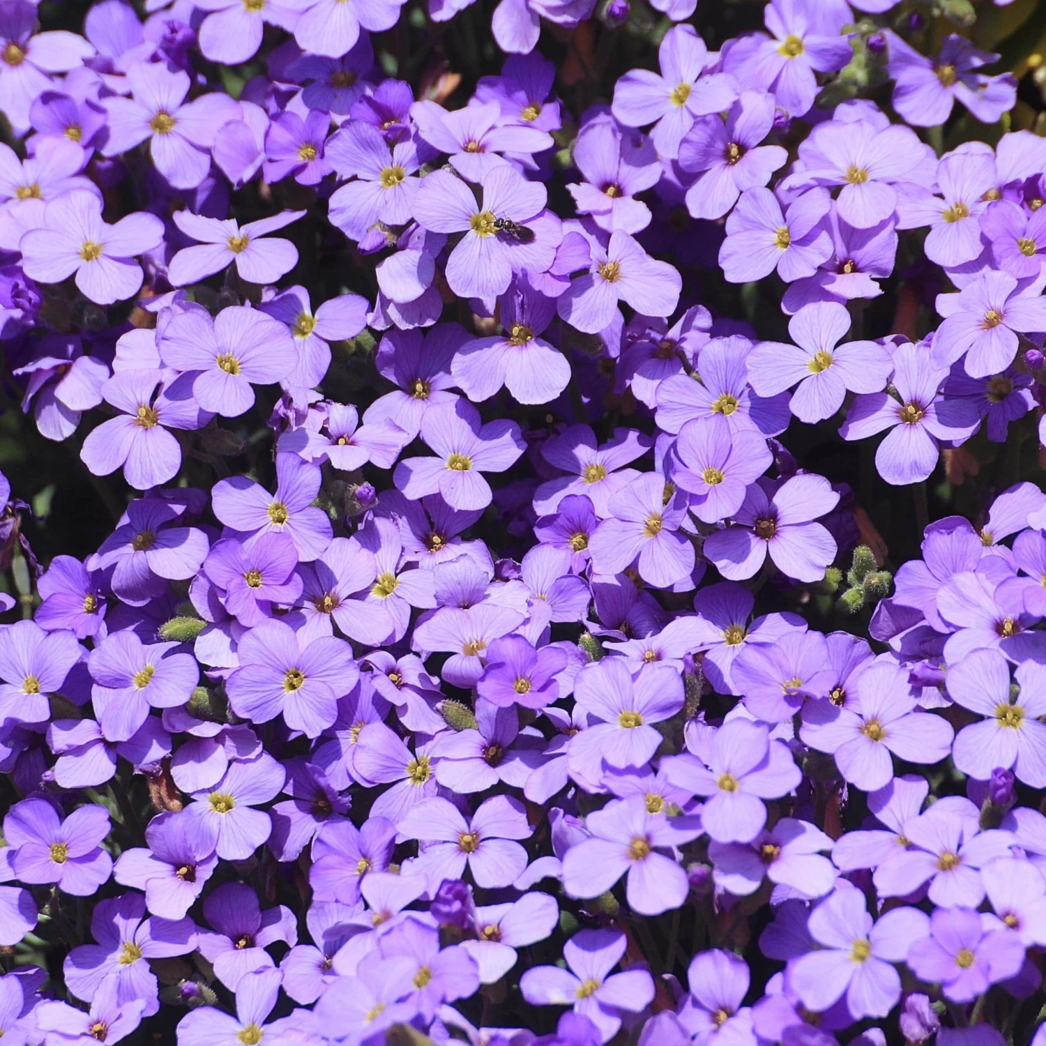 Roots Plants Perennials Aubrieta 'Glacier Blue' 6 Roots Plants Perennials Aubrieta 'Glacier Blue'