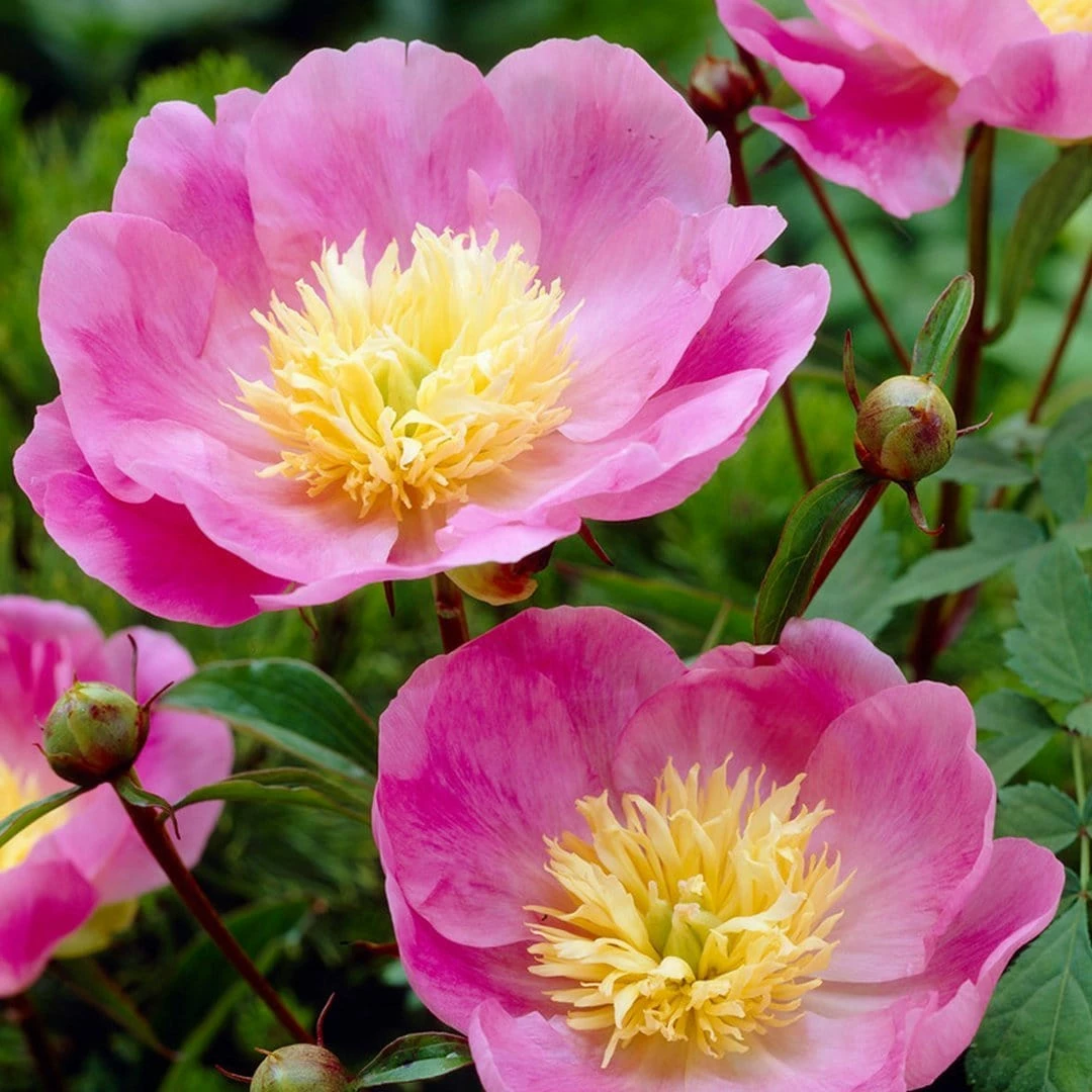 Roots Plants Perennials Peony 'Bowl Of Love' | 3L Pot 3 Roots Plants Perennials Peony 'Bowl Of Love' | 3L Pot