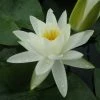 Roots Plants White Water Lily | Nymphaea Alba