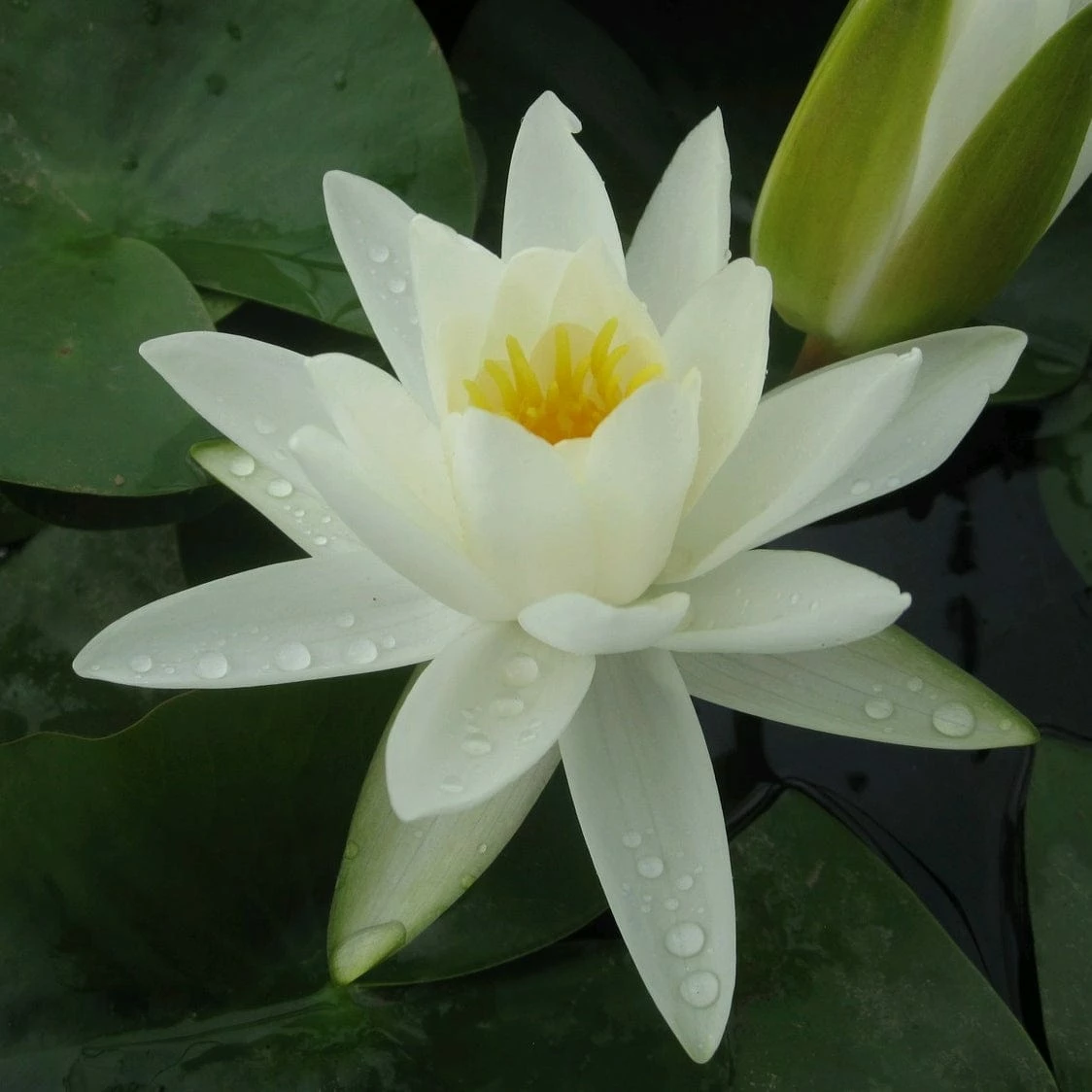 Roots Plants White Water Lily | Nymphaea Alba 3 Roots Plants White Water Lily | Nymphaea Alba