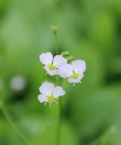 Roots Plants Water Plantain | Alisma Plantago Aquaticum