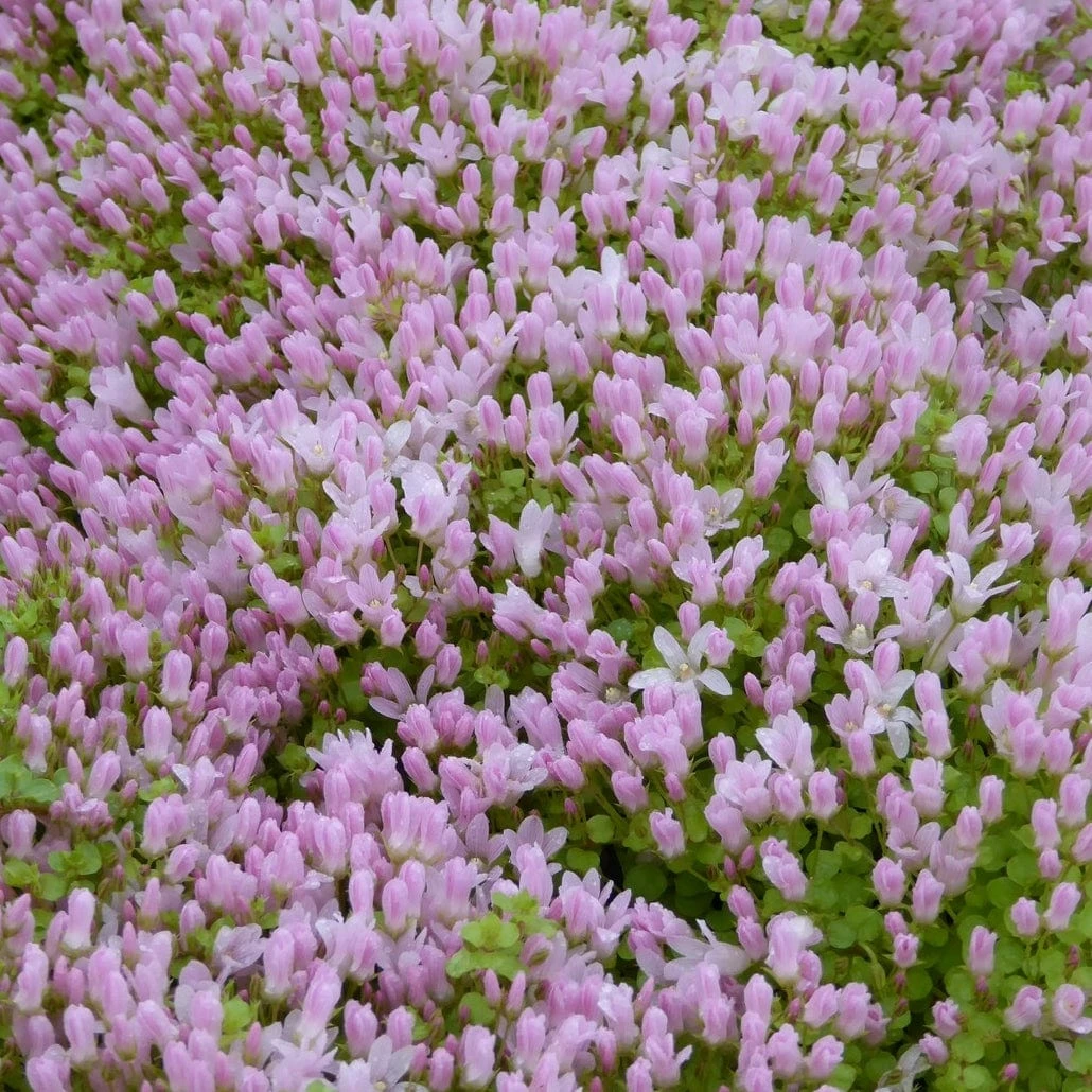 Roots Plants Bog Pimpernel | Anagallis Tenella 5 Roots Plants Bog Pimpernel | Anagallis Tenella
