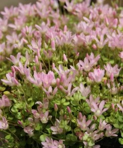 Roots Plants Bog Pimpernel | Anagallis Tenella 10 Roots Plants Bog Pimpernel | Anagallis Tenella