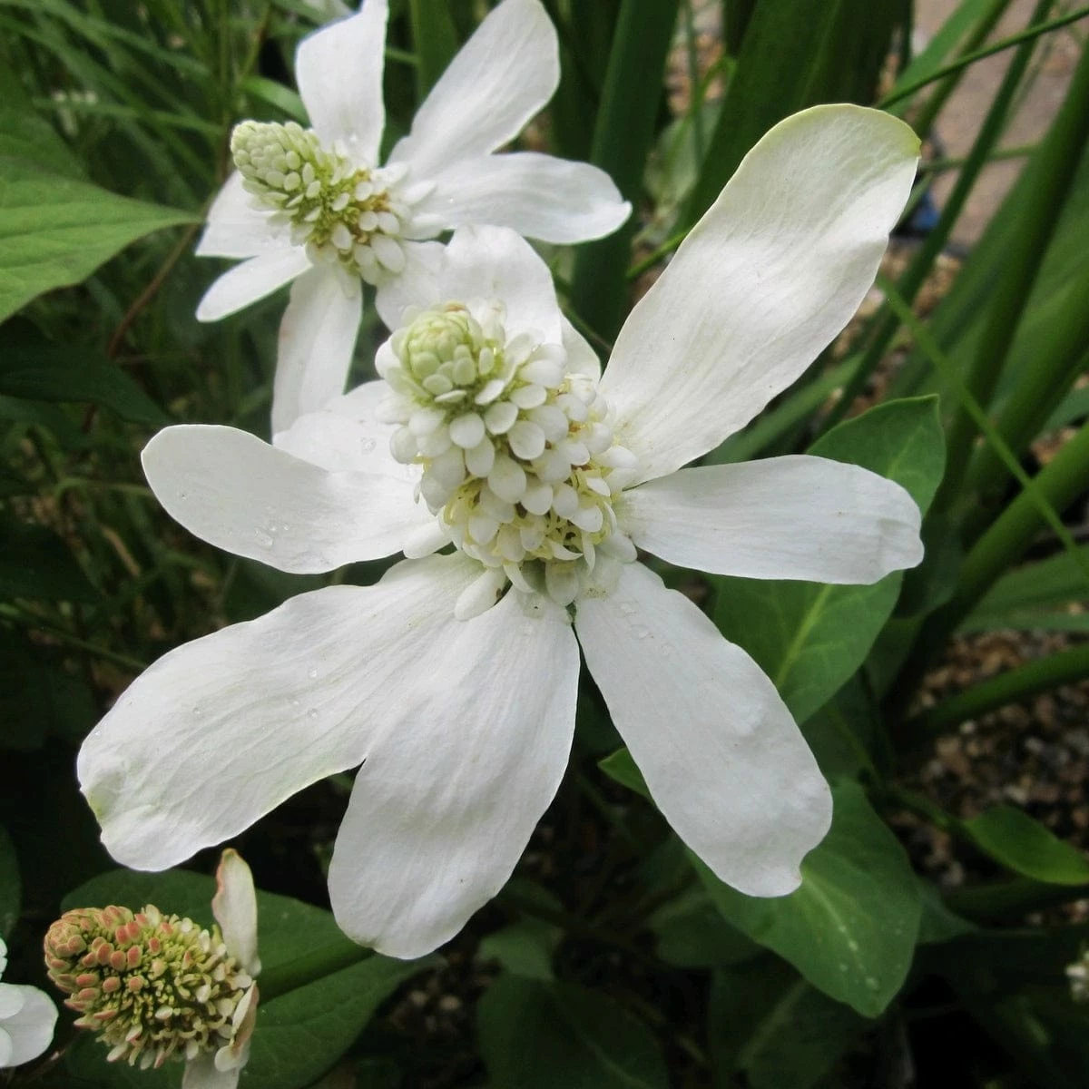 Roots Plants Apache Beads | Anemopsis Californicum All Pond Plants 4 Roots Plants Apache Beads | Anemopsis Californicum All Pond Plants