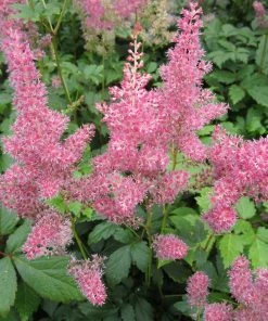 Roots Plants Astilbe Pink All Pond Plants