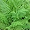 Roots Plants 3 Lady Fern | Athyrium Filix Femina | 9cm Pots 2 Roots Plants 3 Lady Fern | Athyrium Filix Femina | 9cm Pots