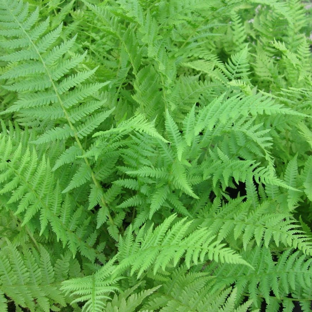 Roots Plants 3 Lady Fern | Athyrium Filix Femina | 9cm Pots 3 Roots Plants 3 Lady Fern | Athyrium Filix Femina | 9cm Pots
