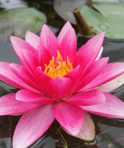 Roots Plants Red Water Lily | Nymphaea'Attraction'