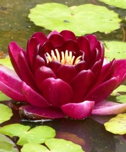 Roots Plants Black Princess Water Lily