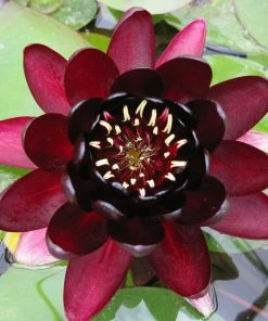 Roots Plants Black Princess Water Lily