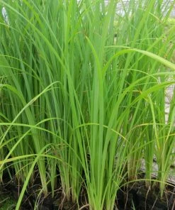 Roots Plants Shop 20 Roots Plants Weeping Trees Slender-tufted Sedge