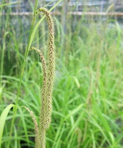 Roots Plants Pendulous Sedge