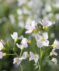 Roots Plants Cuckoo Flower All Pond Plants