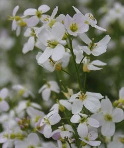 Roots Plants Cuckoo Flower All Pond Plants 5 Roots Plants Cuckoo Flower All Pond Plants