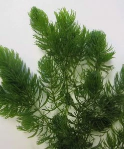 Roots Plants 5 Hornwort Plants| Oxygenating | 9cm Pots All Pond Plants
