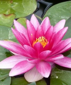 Roots Plants Water Lily'Charles De Meurville' | Nymphaea