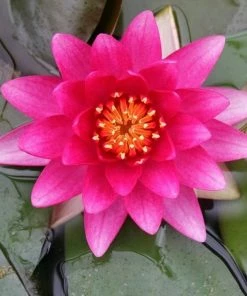 Roots Plants Water Lily 'Charles De Meurville' | Nymphaea