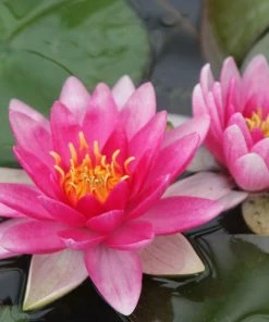 Roots Plants Water Lily 'Charles De Meurville' | Nymphaea