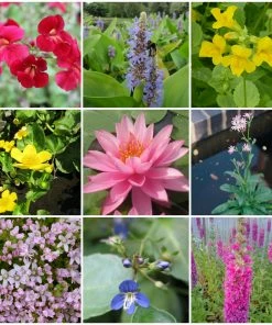 Roots Plants All Pond Plants Ornamental Colour Collection