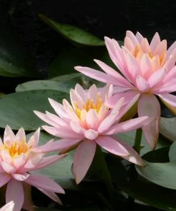 Roots Plants Colorado Water Lily | Nymphaea