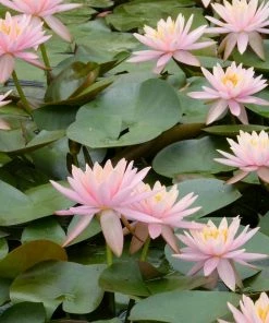 Roots Plants Colorado Water Lily | Nymphaea