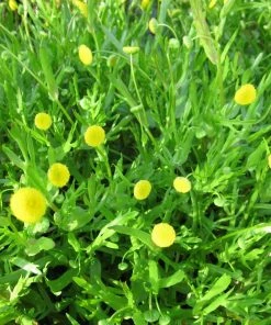 Roots Plants Cotula Coronopifolia | Brass Buttons All Pond Plants