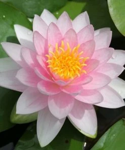 Roots Plants Water Lily Darwin | Nymphaea Hollandia 7 Roots Plants Water Lily Darwin | Nymphaea Hollandia