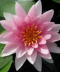 Roots Plants Water Lily Darwin | Nymphaea Hollandia 8 Roots Plants Water Lily Darwin | Nymphaea Hollandia