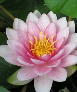 Roots Plants Water Lily Darwin | Nymphaea Hollandia 9 Roots Plants Water Lily Darwin | Nymphaea Hollandia