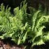 Roots Plants 3 Shield Ferns | 9cm Pots 1 Roots Plants 3 Shield Ferns | 9cm Pots