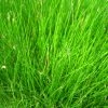 Roots Plants Dwarf Hairgrass| Oxygenating 1 Roots Plants Dwarf Hairgrass| Oxygenating