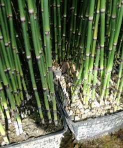 Roots Plants Rough Horsetail | Equisetum Hyemale All Pond Plants 9 Roots Plants Rough Horsetail | Equisetum Hyemale All Pond Plants