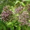 Roots Plants Hemp Agrimony | Eupatorium Cannabinum All Pond Plants