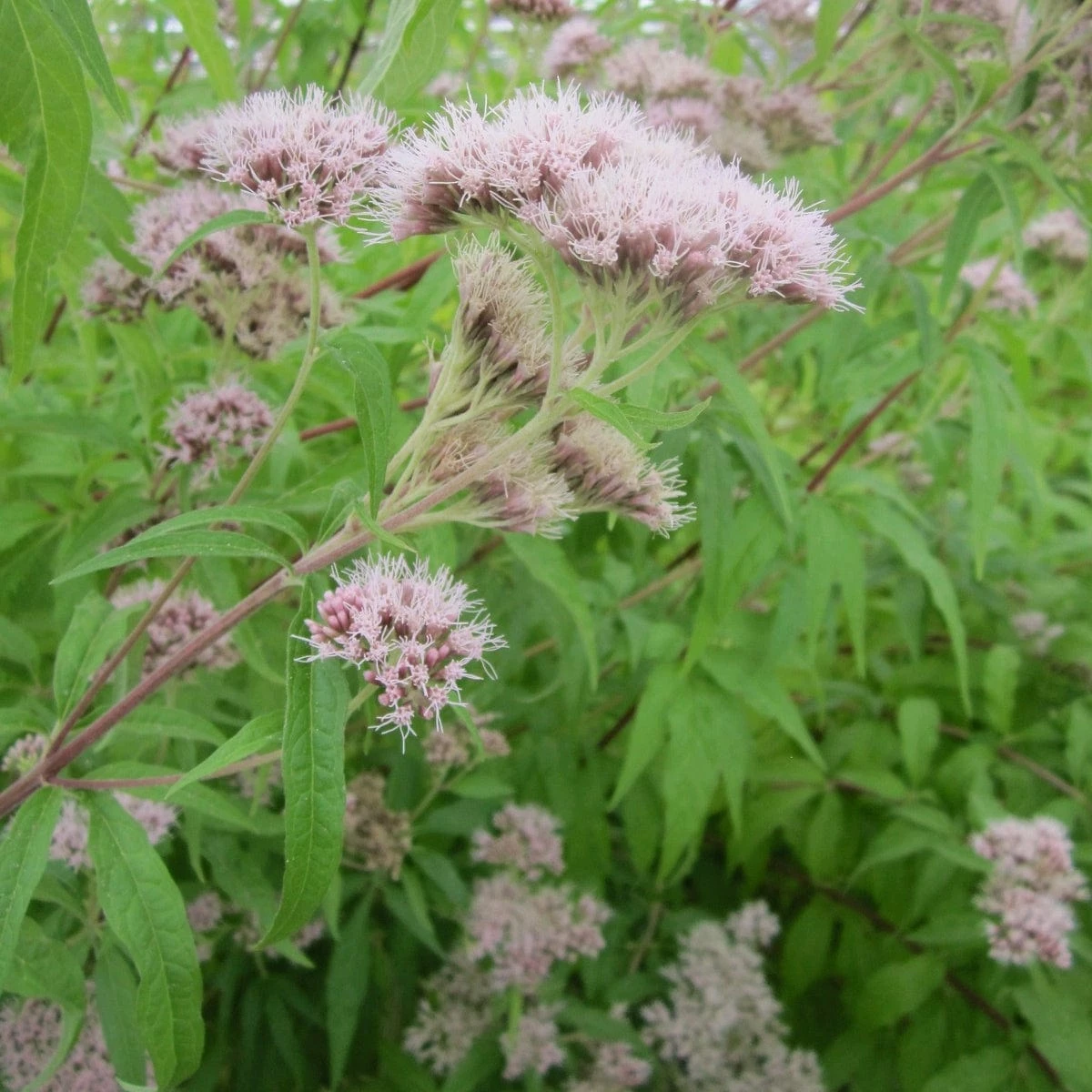 Roots Plants Hemp Agrimony | Eupatorium Cannabinum All Pond Plants 4 Roots Plants Hemp Agrimony | Eupatorium Cannabinum All Pond Plants