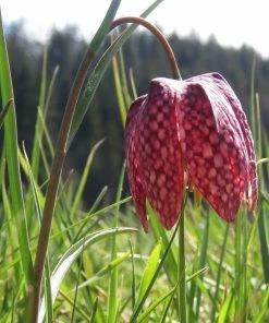 Roots Plants Snakes Head Fritillary | Fritillaria Meleagris