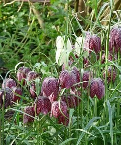 Roots Plants Snakes Head Fritillary | Fritillaria Meleagris