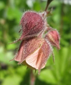 Roots Plants Shop 1 Roots Plants Geums Geum Rivale | Water Avens