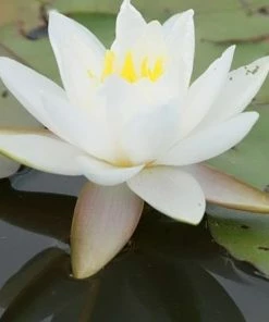 Roots Plants Large Water Lily | Nymphaea Gladstoniana 8 Roots Plants Large Water Lily | Nymphaea Gladstoniana