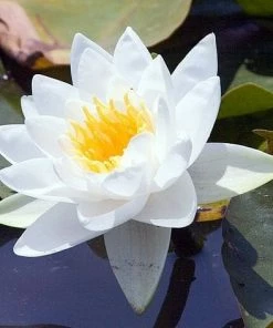 Roots Plants Large Water Lily | Nymphaea Gladstoniana 9 Roots Plants Large Water Lily | Nymphaea Gladstoniana