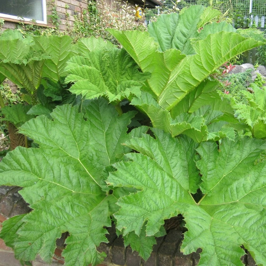 Roots Plants Giant Rhubarb | Gunnera Manicata 3 Roots Plants Giant Rhubarb | Gunnera Manicata