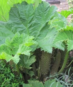 Roots Plants Giant Rhubarb | Gunnera Manicata 8 Roots Plants Giant Rhubarb | Gunnera Manicata