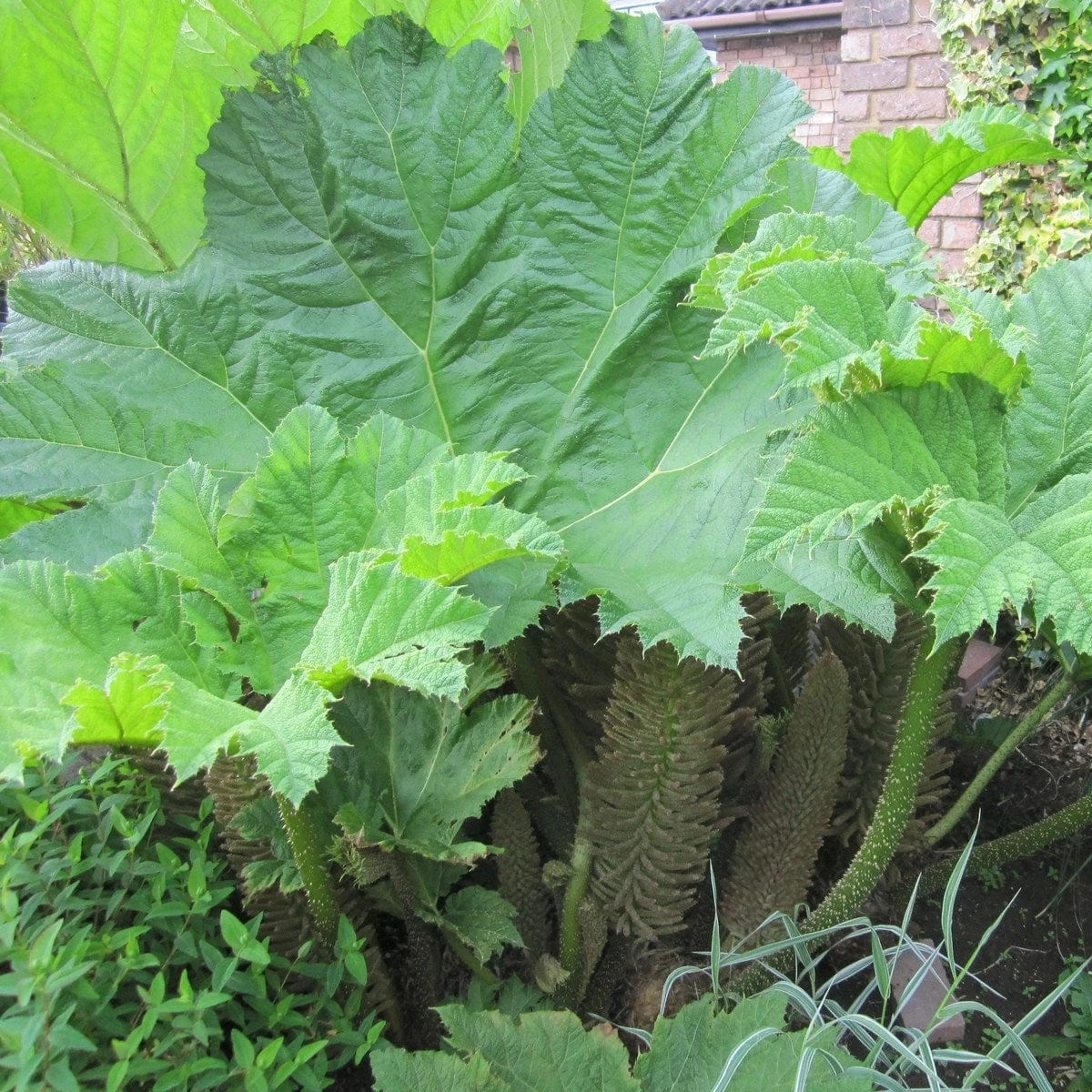 Roots Plants Giant Rhubarb | Gunnera Manicata 5 Roots Plants Giant Rhubarb | Gunnera Manicata