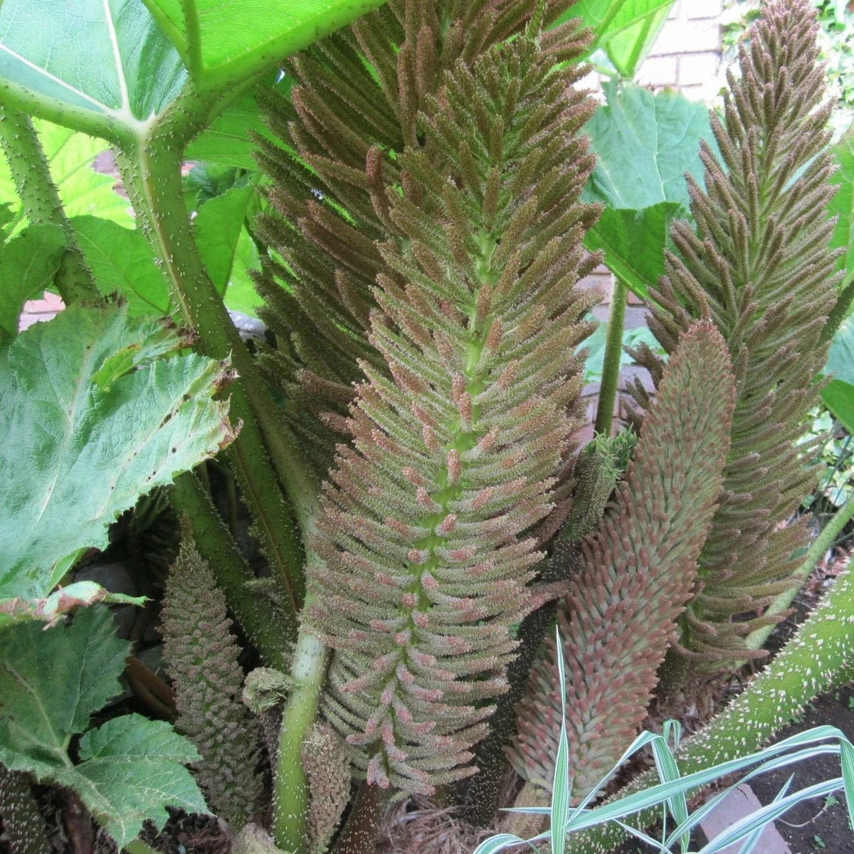 Roots Plants Giant Rhubarb | Gunnera Manicata 6 Roots Plants Giant Rhubarb | Gunnera Manicata